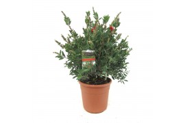 Callistemon citrinus splendens laevis