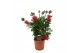 Callistemon citrinus splendens laevis 