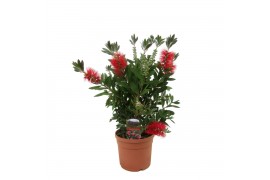 Callistemon citrinus splendens laevis