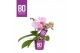 Phalaenopsis multiflora roze BO - Candy Roze - 2 tak, 10+ bloem 