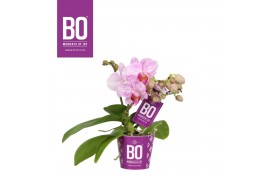 Phalaenopsis multiflora roze BO - Candy Roze - 2 tak, 10+ bloem