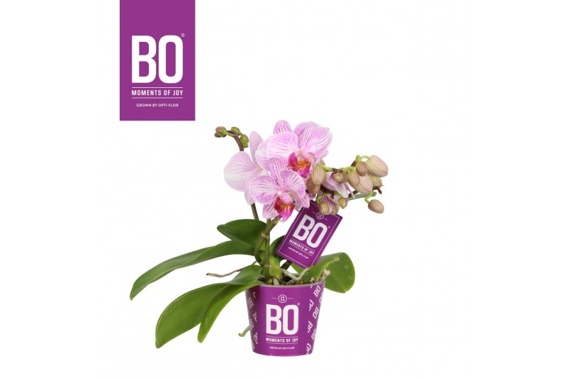 Phalaenopsis multiflora roze BO - Candy Roze - 2 tak, 10+ bloem Phalaenopsis multiflora roze BO - Candy Roze - 2 tak, 10+ bloem