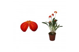 Masdevallia ignea 9 cm 4 tak