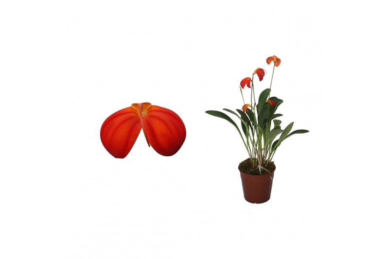 Masdevallia ignea 9 cm 4 tak 