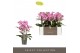 Phalaenopsis multiflora honeybee Optimost 3 tak 