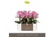 Phalaenopsis multiflora honeybee Optimost 3 tak 