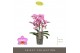 Phalaenopsis multiflora honeybee Optimost 3 tak 