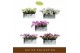 Phalaenopsis multiflora Freedanzo Diverse 30 bl. 3 tak/plnt 500 
