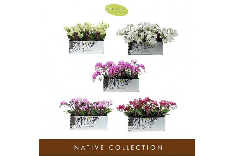 Phalaenopsis multiflora Freedanzo Diverse 30 bl. 3 tak/plnt 500 Phalaenopsis multiflora Freedanzo Diverse 30 bl. 3 tak/plnt 500