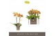 Phalaenopsis multiflora geel Optifriend Indy 2spike 