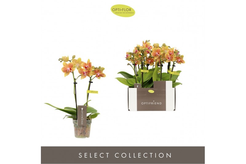 Phalaenopsis multiflora geel Optifriend Indy 2spike 