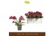 Phalaenopsis multiflora rood 3 tak freedanzo sparrow 