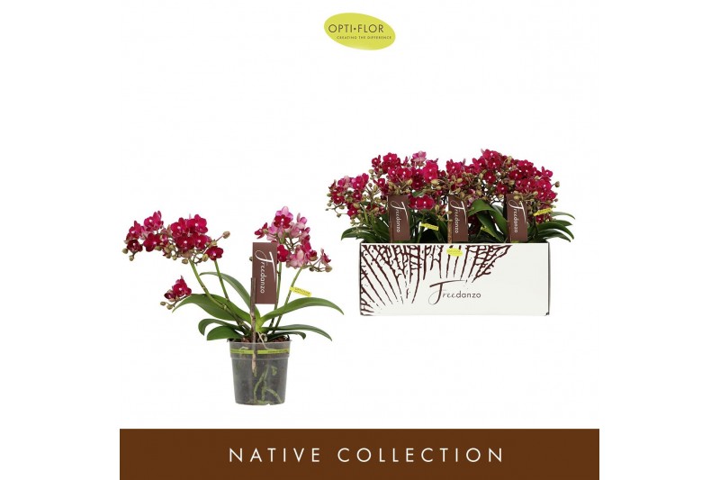 Phalaenopsis multiflora rood 3 tak freedanzo sparrow 