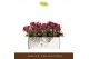 Phalaenopsis multiflora rood 3 tak freedanzo sparrow 