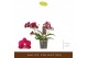 Phalaenopsis multiflora rood 3 tak freedanzo sparrow 