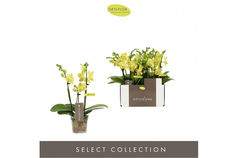 Phalaenopsis multiflora geel Optifriend Vayenne 3 tak 