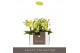 Phalaenopsis multiflora geel Optifriend Vayenne 3 tak 