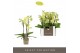 Phalaenopsis multiflora geel Optifriend Suzy 3 tak 