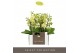 Phalaenopsis multiflora geel Optifriend Suzy 3 tak 