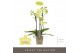 Phalaenopsis multiflora geel Optifriend Suzy 3 tak 