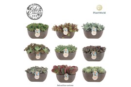 Succulenten Summer Collection 25cm 7 pp