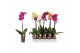 Phalaenopsis mix 1 tak - 9+ bloemen 
