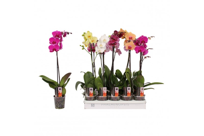 Phalaenopsis mix 1 tak - 9+ bloemen 