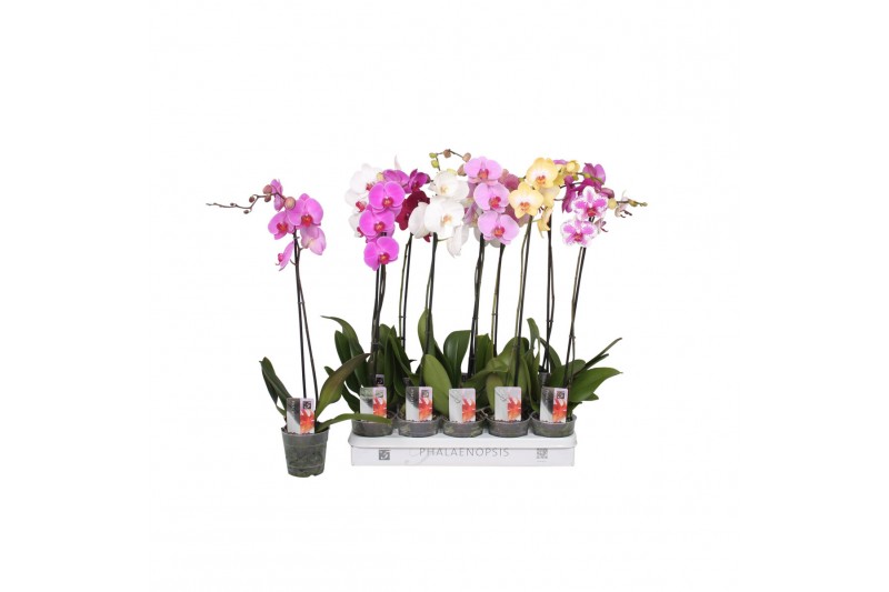 Phalaenopsis mix 1 tak - 9+ bloemen 
