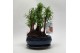 Metasequoia forest 20cm + schotel 