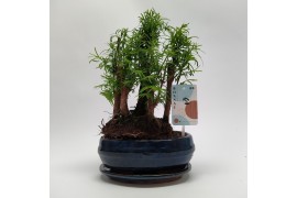 Metasequoia forest 20cm + schotel