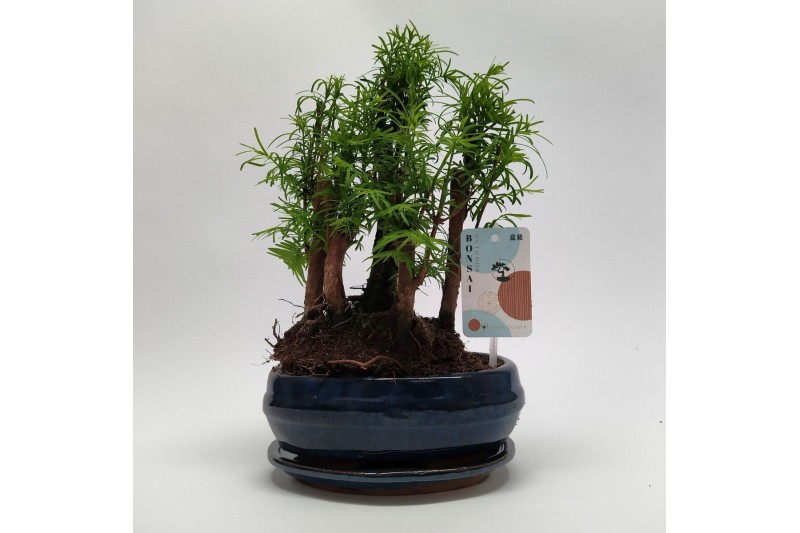Metasequoia forest 20cm + schotel 