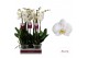Phalaenopsis anthura cambridge 3 tak - 65/70cm 