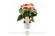 Anthurium andr. orange champion 
