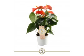 Anthurium andr. orange champion