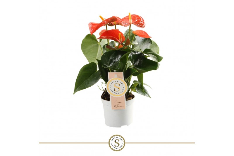 Anthurium andr. orange champion 