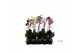 Phalaenopsis mix 1 tak - 45/50cm 