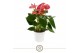 Anthurium (Andreanum Grp) Livium Ruby Livium Ruby 14cm 8 bl. 