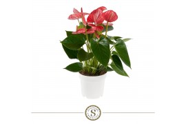 Anthurium (Andreanum Grp) Livium Ruby Livium Ruby 14cm 8 bl.