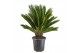 Cycas revoluta 