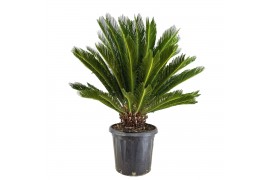 Cycas revoluta