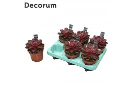 Echeveria perle von nurnberg red ruby (Decorum)