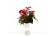 Anthurium andr. coral champion 