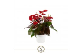 Anthurium andr. coral champion