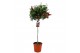 Callistemon citrinus splendens masotti op stam 