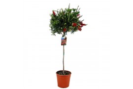 Callistemon citrinus splendens masotti op stam