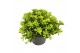 Pittosporum nanum tobira 