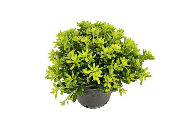 Pittosporum nanum tobira 
