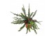 Grevillea robusta poorinda 