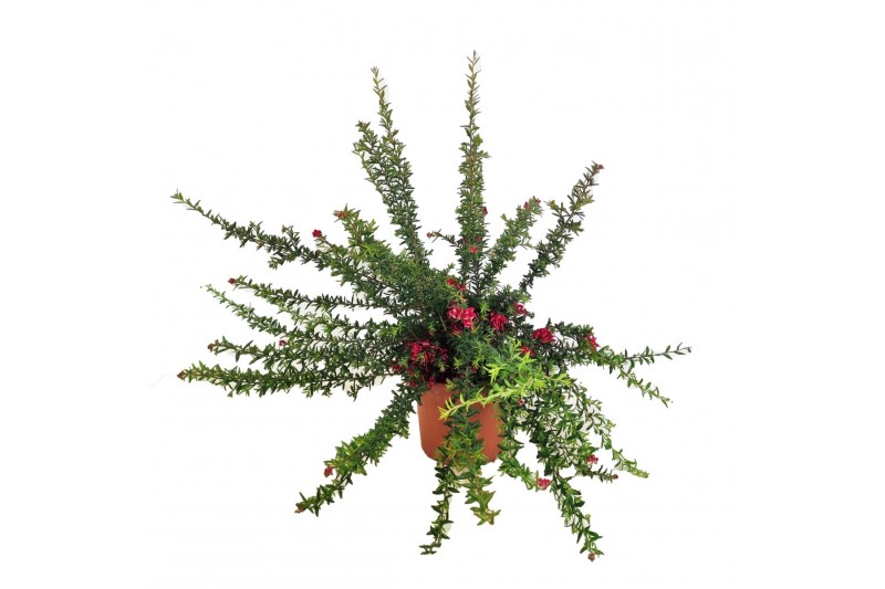 Grevillea robusta poorinda 