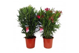 Nerium oleander